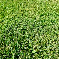 Core aeration in the early summer can help. Zoysia Varieties Professionally Installed San Antonio Landscaping