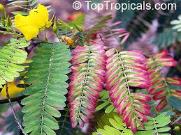 Image result for Chamaecrista grantii