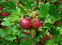 Check spelling or type a new query. Types Of Red Berries That Grow On Trees Or Shrubs Identification Guide