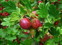 Bright red fruits ripen in september with white flesh that is sweet, crispy and juicy. 22 Types Of Red Berries That Grow On Trees Or Shrubs Identification Guide