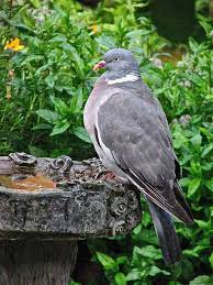 Wood Pigeon Bird Pictures Facts Pettime