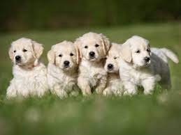 Introduction To Dog Breeding | Dog Breeding | Kennel Club