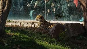 Should Zoos Exist