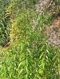 Image result for Aloysia citrodora