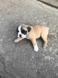 All puppies are raised in my home with kids and other dogs. English Bulldog Puppies For Sale Washington Pa 300301