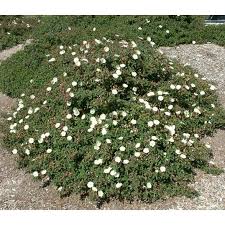 Maybe you would like to learn more about one of these? Cistus Salviifolius Evergreen Shrubs Shrubs White Flowers