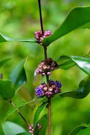 Image result for Memecylon