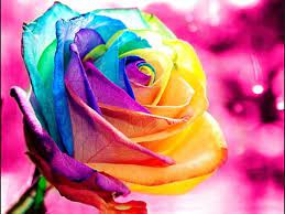 In a different setting, with a huge number of dancers… any. Rosa De Colores Rosa Arcoiris Semillas De Flores Rosas