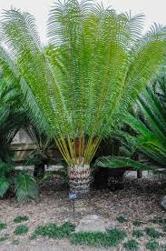 Image result for Cycas
