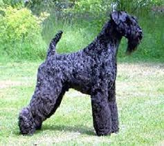 Airedale terriers require clipping and trimming every few months. Black Airedale Terrier Puppies For Sale