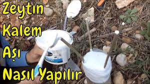 Zeytin Kalem Asisi Ayrintili Anlatim Youtube