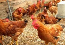 Free range chicken near me for sale. Country Chicken For Sale Free Range Chicken Backyard Chicken