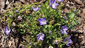 Replaces beyond blue and is earlier to flower. Jc Raulston Arboretum 2018 2019 Perennials Trial Report