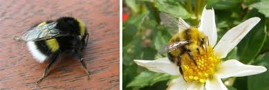 Black bee with white stripes on back. White Tailed Bumblebee Bumblebee Conservation Trust