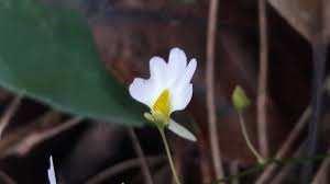 Image result for Utricularia striatula