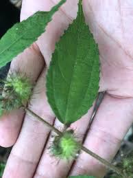 Image result for Triumfetta pilosa