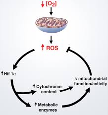 Gan gan nor is on facebook. Signal Transduction By Mitochondrial Oxidants Journal Of Biological Chemistry
