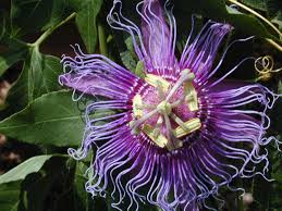 How to preserve a passion flower. Passiflora Incarnata Purple Passionflower There Are About Six Native Passiflora Vines In The United States Colorado Gardening Garden Vines Passion Flower