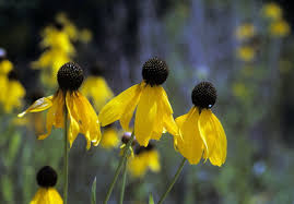 Image result for Cineraria pinnata