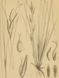 Image result for Pycreus pauper