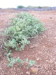 Image result for Atriplex suberecta