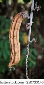 Image result for Mucuna poggei