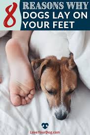Why Do Dogs Sit Sleep Or Lay On Your Feet Here S 8 Reasons In 2020 Dogs Dog Sitting Dog Behavior