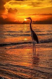 Pin By Gitta On Animals In The Wild Amazing Animal Pictures Animals Beautiful Beautiful Birds