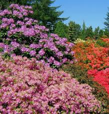 Rhododendron Sp Rozaneczniki I Azalie Arboretum Kornik Plants Garden Plants Rhododendron