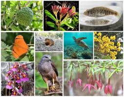 Order hassle free online flowers delivery right from the comfort of your home. What Are The Most Threatened Species In The Dominican Republic