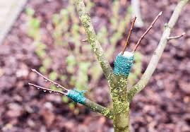 نتیجه جستجوی لغت [graft] در گوگل