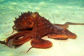 The Common Octopus Is The Most Studied Of All Octopus Species Its Range In The Eastern Atlantic Extends From The Octopus Common Octopus Giant Pacific Octopus