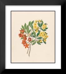 Image result for Ochna arborea