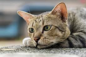 Kater werden in der regel später geschlechtsreif als katzen, nämlich im alter von fünf bis sieben monaten. Wann Werden Katzen Geschlechtsreif Tierischehelden