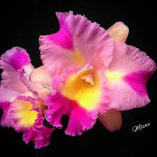 672 Likes 61 Comments Mizue Tateishi Mizuetat On Instagram Cattleya Hibrido Orquidea Orchids Orchidee Orkide Asorquideas Orchidworld Quintaflower