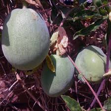 Image result for Passiflora caerulea