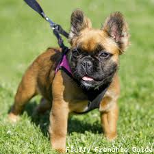 The french bulldog is a loving and affectionate dog breed that loves to play. Fluffy Frenchies Your Long Haired French Bulldog Guide French Bulldog 101