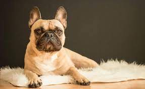 And of course, just like any other color. What Are The French Bulldog Colors Frenchie Journey