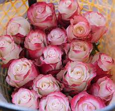 We did not find results for: Jetfreshflowers Com Sweetness Roses Grown By Jet Fresh Flower Growers S A In Cotopaxi Ecuador Rosen