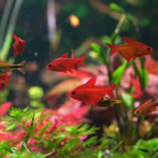 Image result for Eriocaulon bongense