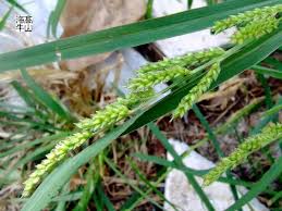 Image result for Echinochloa frumentacea