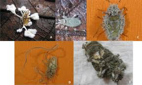 Image result for Inhambanella