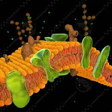 Cell Membrane 3d Model Cell Membrane Cell Membrane