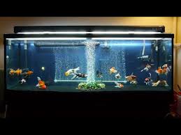Beautiful Aquarium Fish Tank Goldfish Aquarium Goldfish Tank