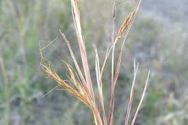 Image result for Hyparrhenia rufa