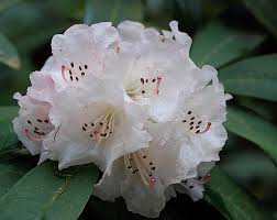 Image result for Rinorea arborea