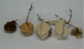 Image result for Gossypium