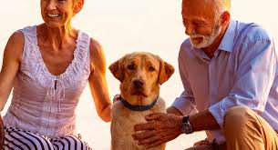 The ticket to their forever home. Labrador Rescue And How To Adopt A Dog A Dog Rehoming Guide