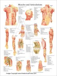 What is the origin and insertion of the rectus abdominis ? Muscles And Articulations Anatomy Poster