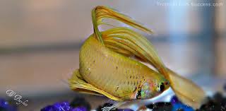 Betta Fish Water Tropical Fish Success